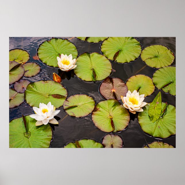 Póster Triple Lotus & Lily Pad Pattern Poster (Frente)