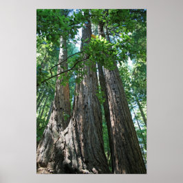 Póster "Tripletos", Muir Woods