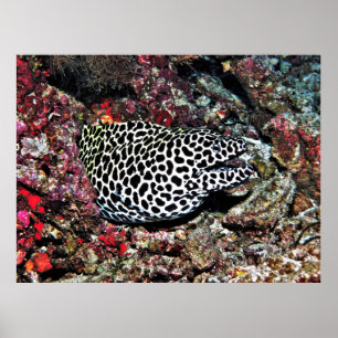 Póster Trippy Leopard Moray