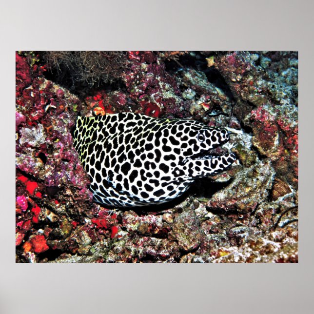 Póster Trippy Leopard Moray (Frente)