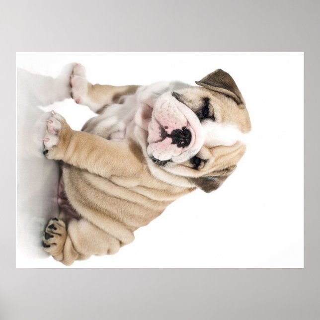 Póster Triste Bulldog de cachorros (Frente)
