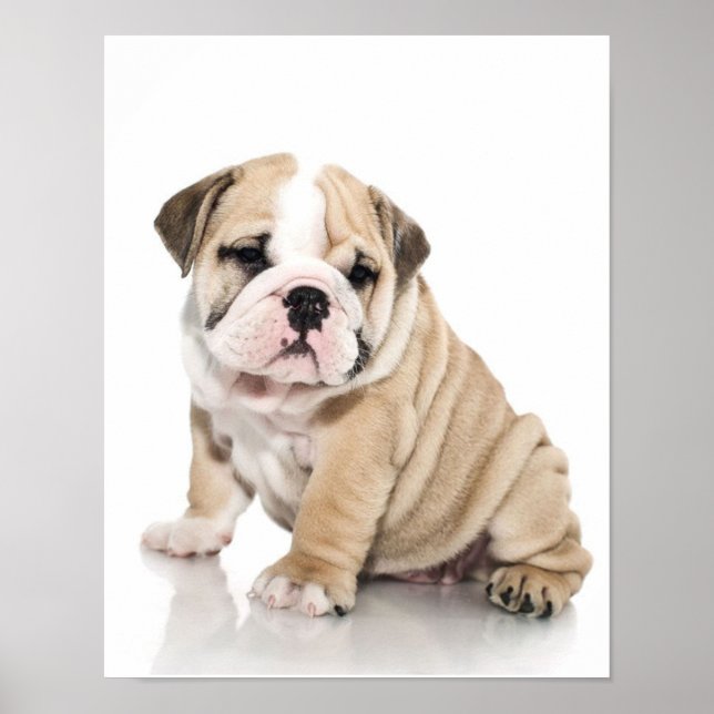 Póster Triste Bulldog de cachorros (Frente)