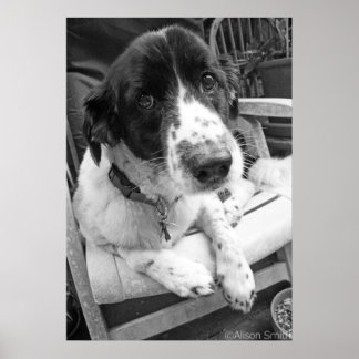 Póster Triste cachorro