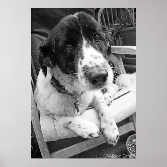 Póster Triste cachorro (Frente)