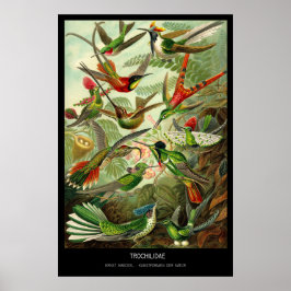 Póster Trochilidae – Plate 99 - Kunstformen der Natur