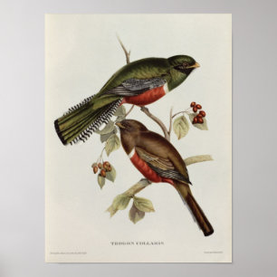 Póster Trogon Collaris