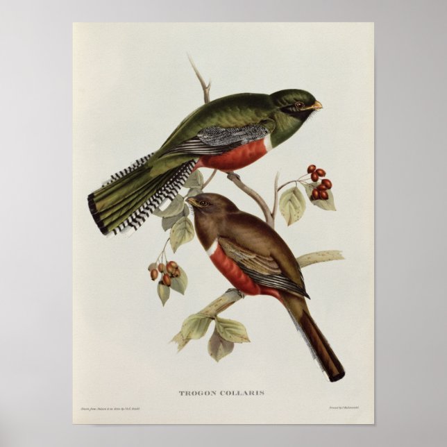 Póster Trogon Collaris (Frente)