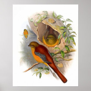 Póster Trogón Montés