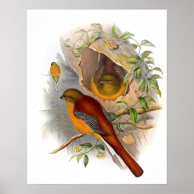 Póster Trogón Montés  (Frente)