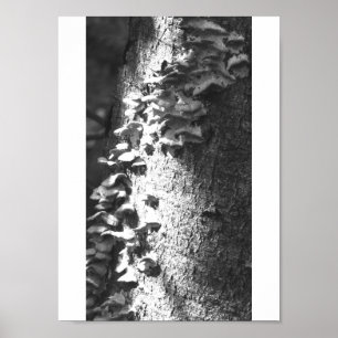 Póster tronco