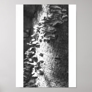 Póster tronco