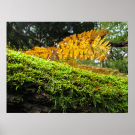 Póster Tronco de árbol en musgo exuberante - Personalizad