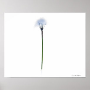 Póster Tronco del diente de león en el fondo blanco