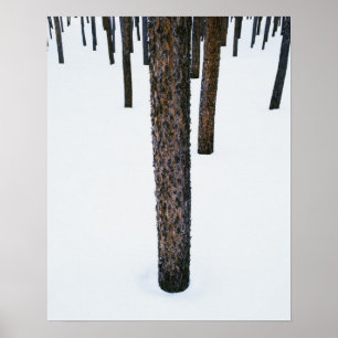Póster Troncos de árbol en nieve