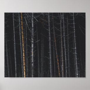 Póster Troncos de árboles de plata y oro