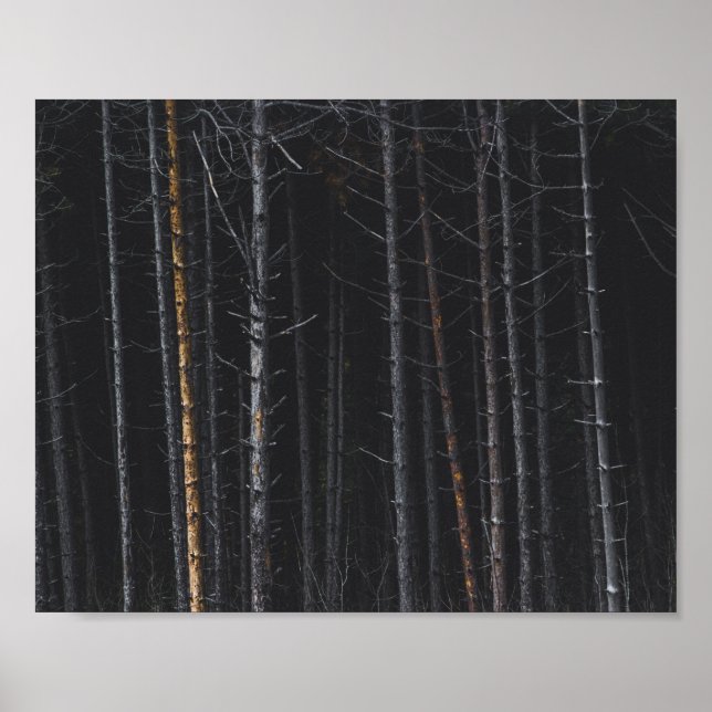 Póster Troncos de árboles de plata y oro (Frente)