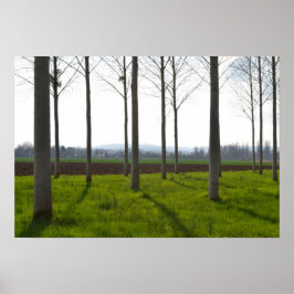 Póster Troncos de árboles y el campo francés