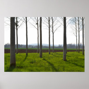 Póster Troncos de árboles y el campo francés