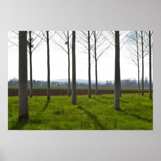 Póster Troncos de árboles y el campo francés (Frente)