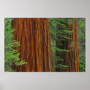 Póster troncos de secuoya gigante en el bosque, Yosemite