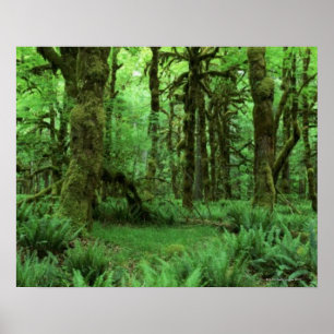 Póster Troncos y helechos de árbol en el piso del bosque