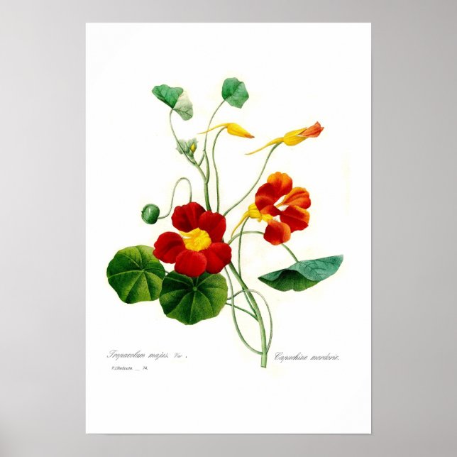Póster Tropaeolum majus(nasturtium) (Frente)