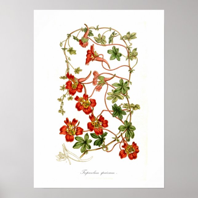 Póster Tropaeolum speciosum (Frente)