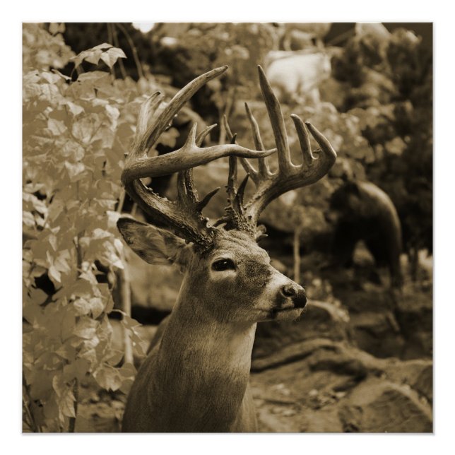 Póster Trophy Deer (Anverso)