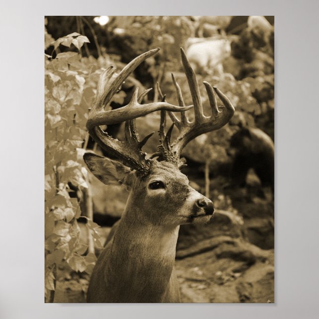 Póster Trophy Deer (Frente)
