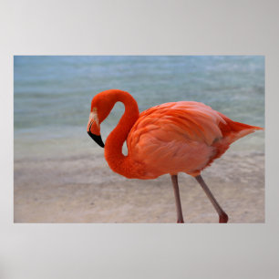 Póster Tropical Beaches Caribbean Flamingo, Aruba