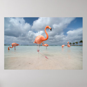 Póster Tropical Beaches   Flamingos Beach, Aruba