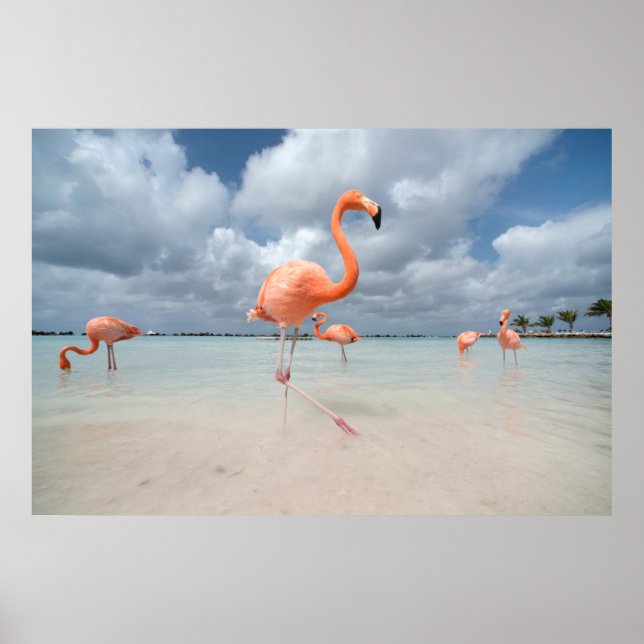 Póster Tropical Beaches | Flamingos Beach, Aruba (Frente)