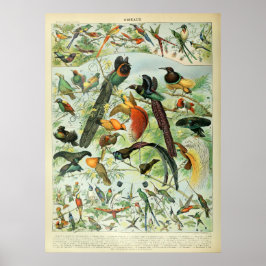 Póster Tropical Birds Antique Print Vintage Chart