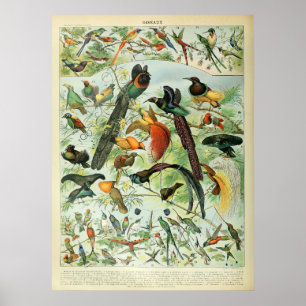 Póster Tropical Birds Antique Print Vintage Chart