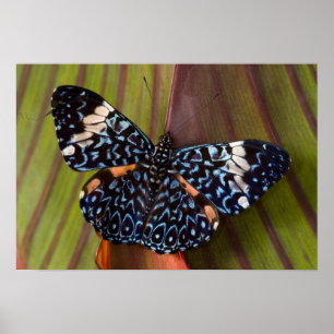 Póster Tropical Butterfly