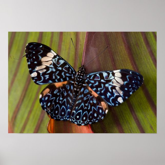 Póster Tropical Butterfly (Frente)
