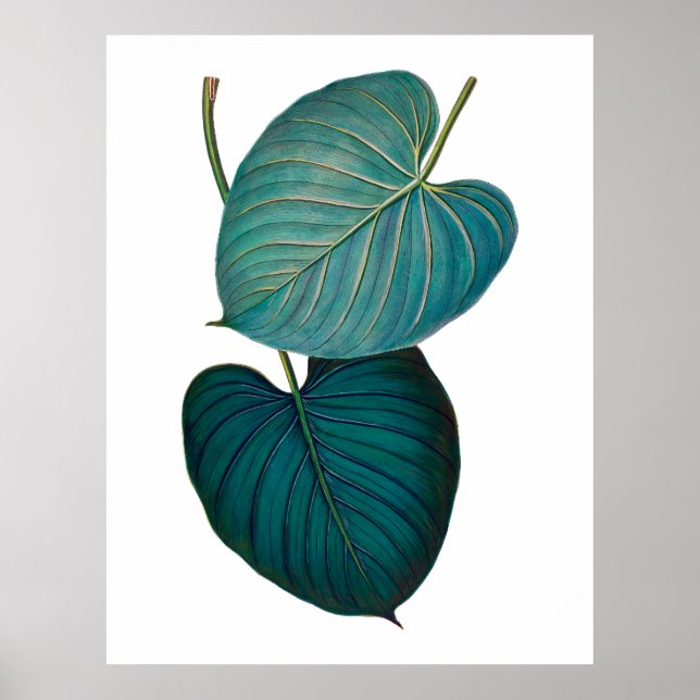 Póster Tropical exotic philodendron leaves (Frente)