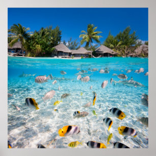 Póster Tropical island under and above water