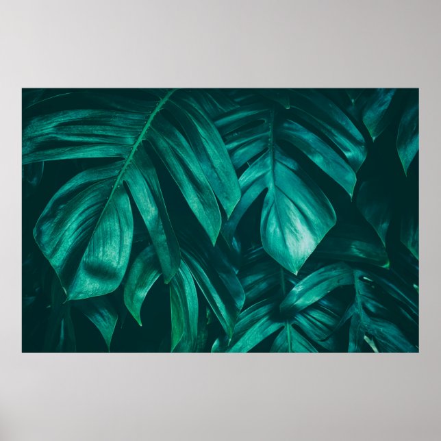 Póster tropical jungle foliage,dark green leaf nature bac (Frente)