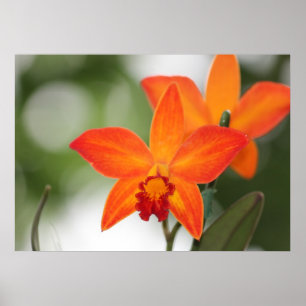 Póster Tropical Orchid Poster