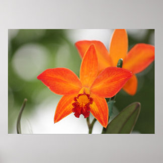 Póster Tropical Orchid Poster