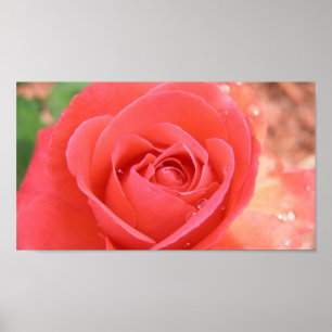 Póster tropicana_rosa-1920x1080 BELLEZA DE ROPICANA ROSA