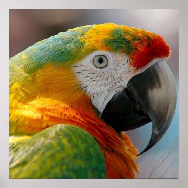 Póster Trópico de Macaw (Frente)