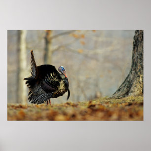 Póster Trotamundos de pavo macho, Illinois
