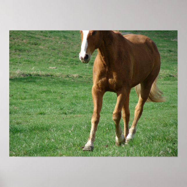 Póster Trote extendido (Frente)