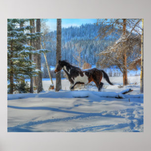 Póster Trotting Pinto Paint Stallion & Winter Snoweather