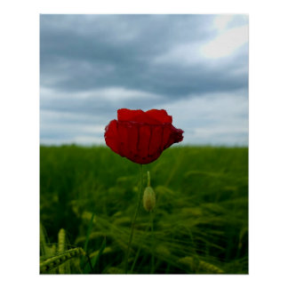 Póster Trotz allem rot – Mohnblume zwischen Wiese und Him
