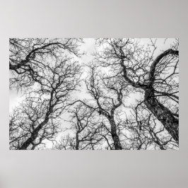 Póster Trozos de árboles cruzados y desnudos