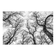 Trozos de árboles cruzados y desnudos