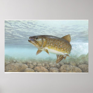 Póster Trucha, brook
